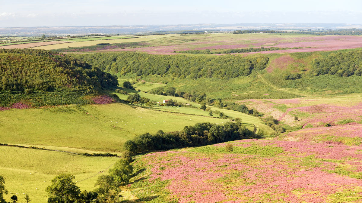 Where to see the Heather Blooms in Yorkshire The Great Stuff Blog