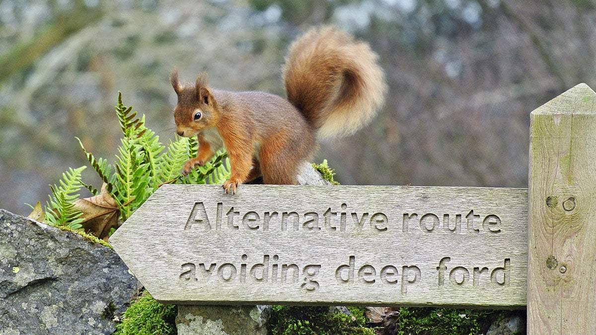 Red Squirrel on signpost in the Lake District © Val Corbett