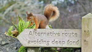 Where to spot Red Squirrels in the Lake District