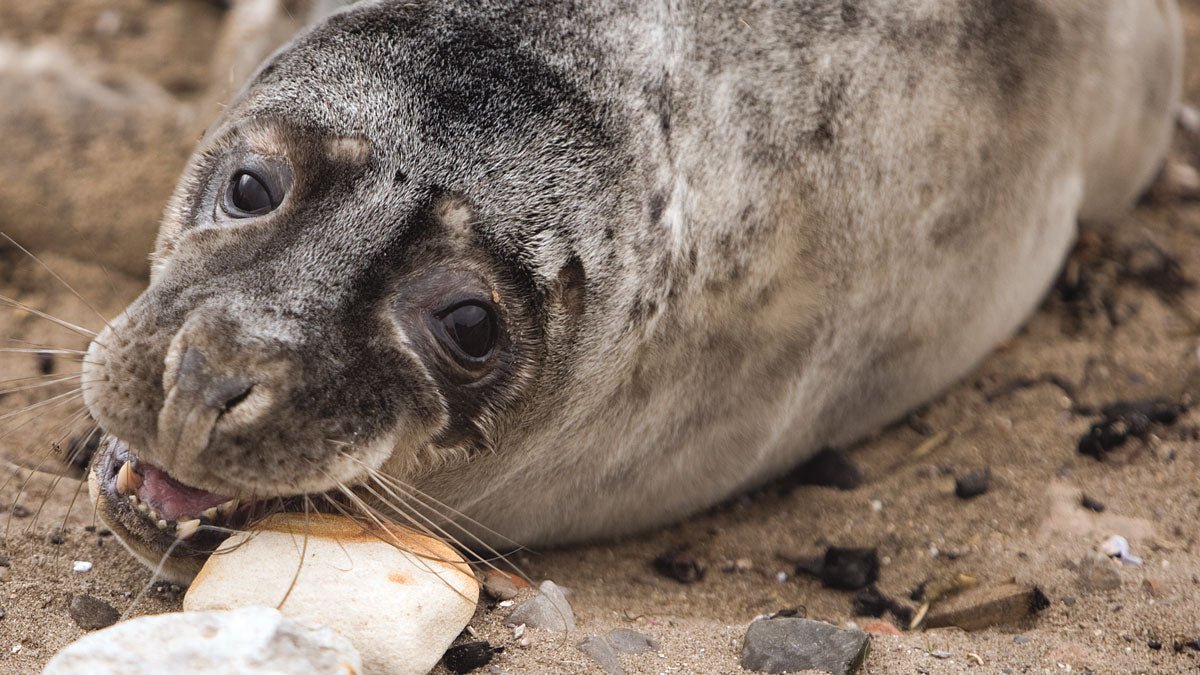 Grey Seal © Cardtoons Publications