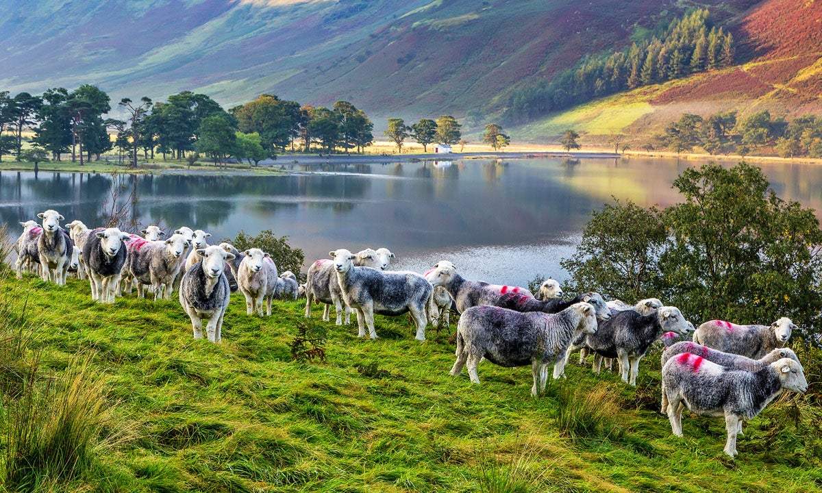 Herdwick sheep at Buttermere © Andrew Locking