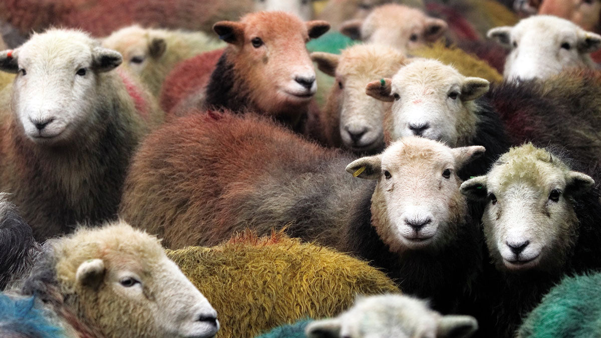 Sheep Colos Why Do Sheep Have Different Colours On Their Backs at Brandi Hayes blog