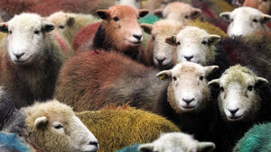Why do sheep have colourful wool?