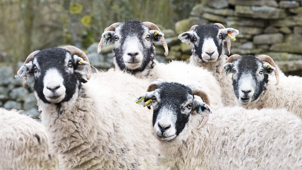 Swaledale Sheep © Dan Cook