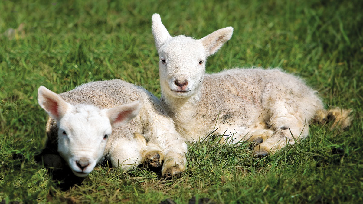 Spring lambs © Steve Barber