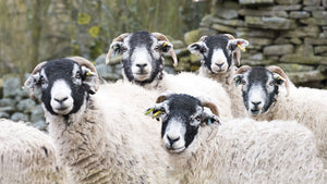 5 Things you didn't know about Swaledale Sheep