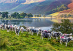 Herdies Luxury Jigsaw Puzzle - jigsaw
