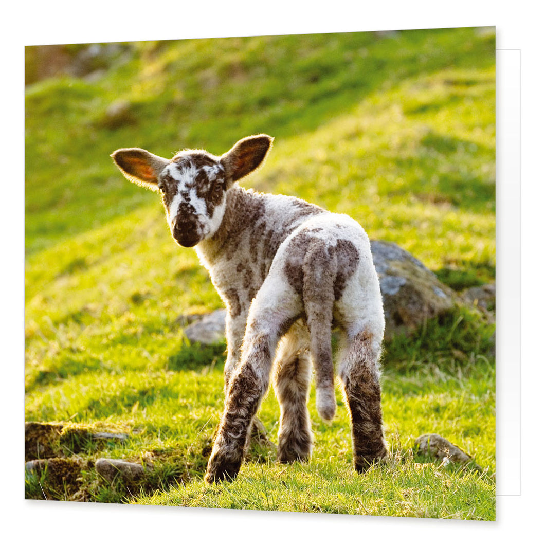 Lamb greetings card from the Landmark Photographic range by Cardtoons