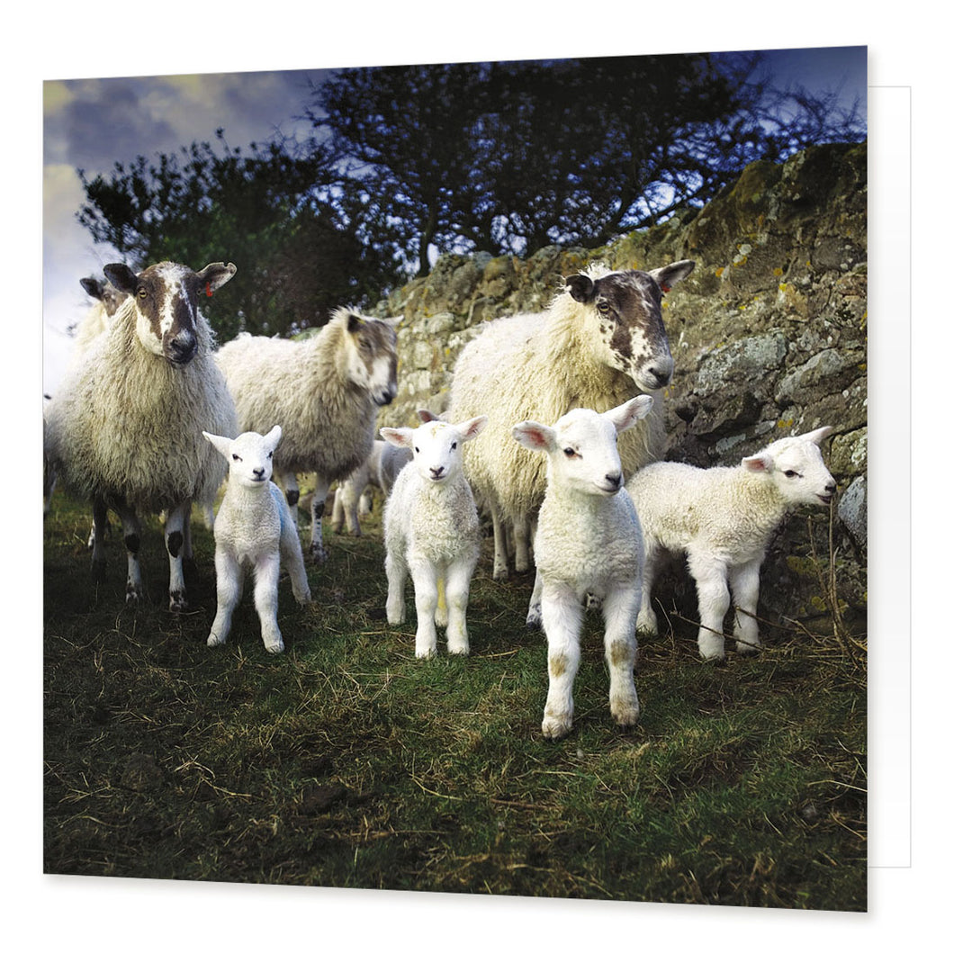 The Lamb Gang greetings card from the Landmark Photographic range by Cardtoons