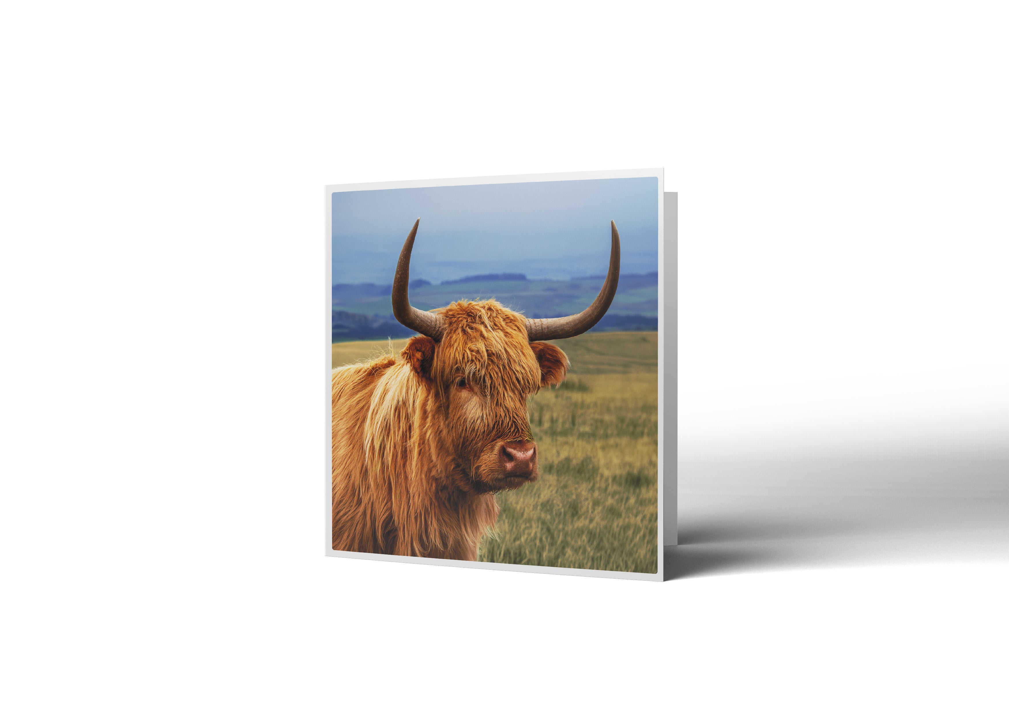 Grumpy, Me? Highland Cow Greetings Card