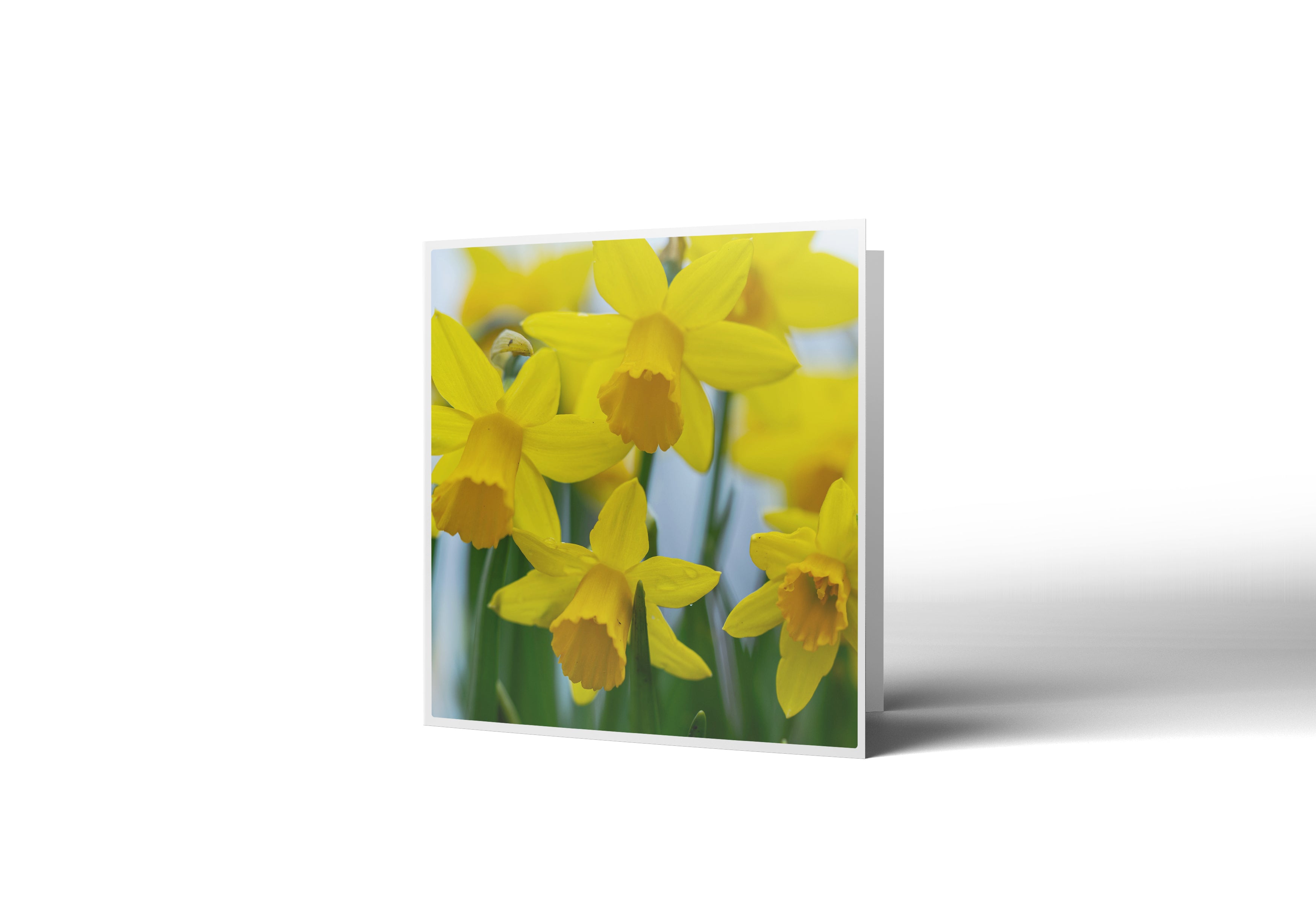 New Beginnings Greetings Card