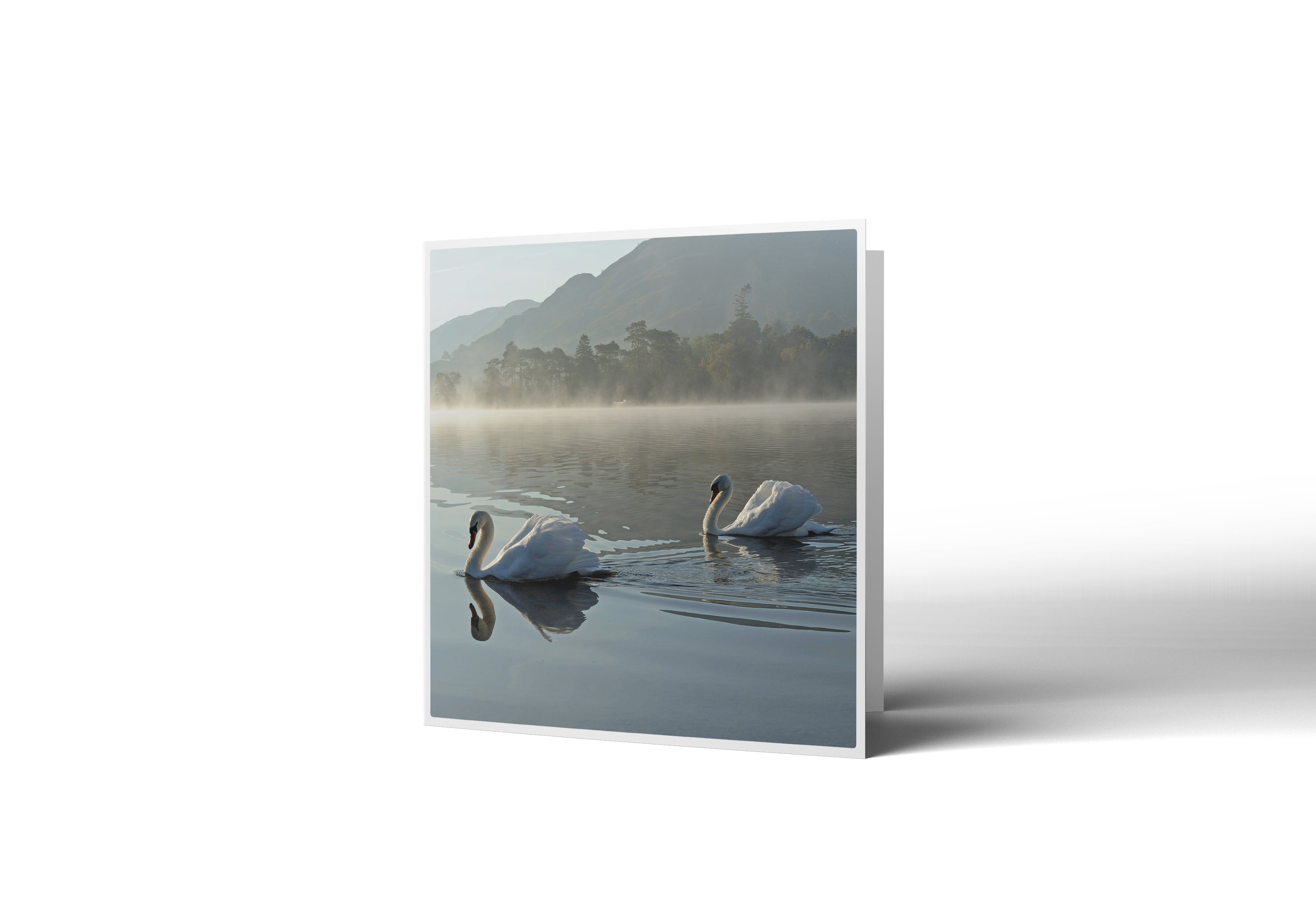 Swan Lake Greetings Card