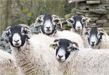 Load image into Gallery viewer, Swaledale Sheep Luxury Jigsaw Puzzle - jigsaw
