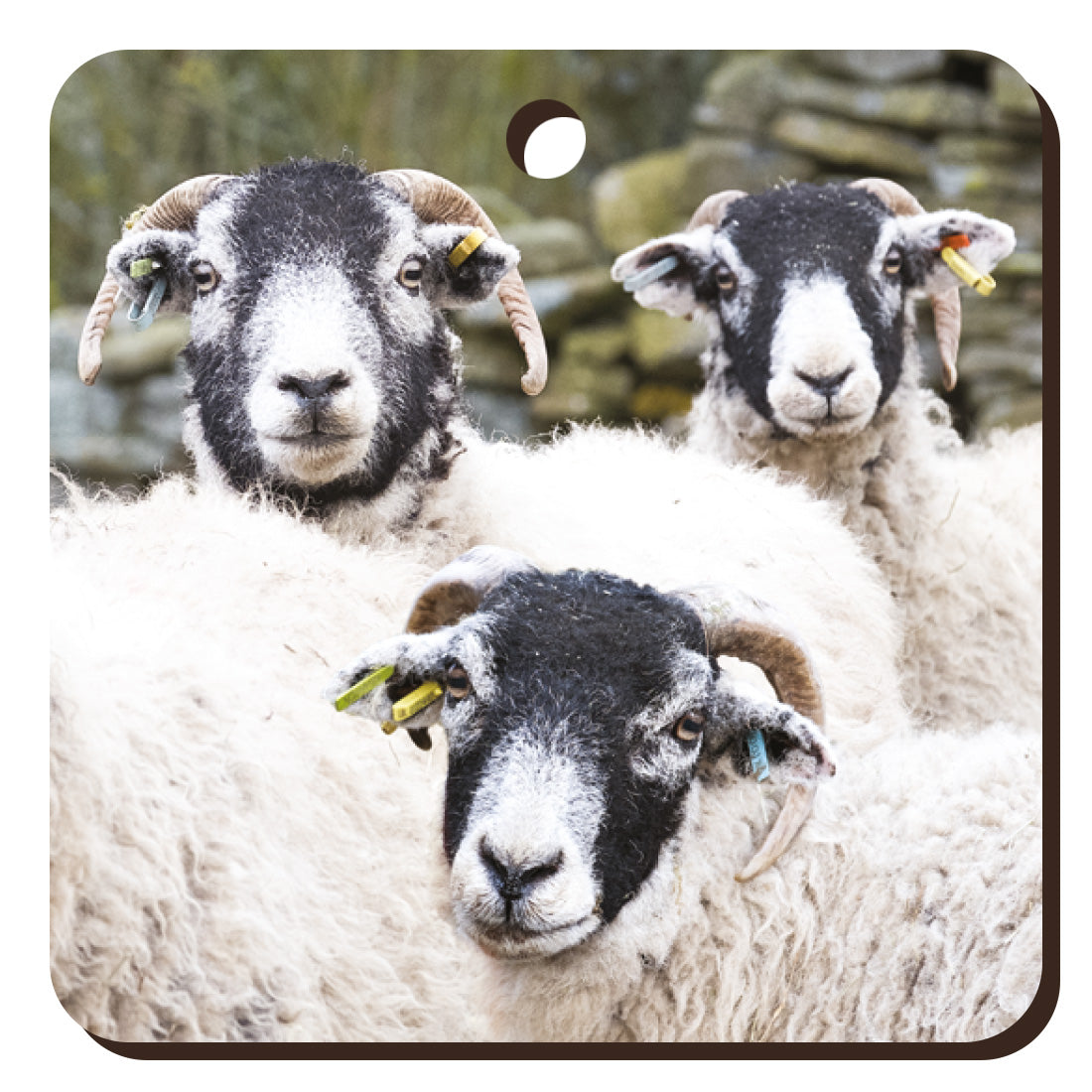 Swaledale Sheep Wooden Keyring | Great Stuff from Cardtoons