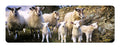 "The Lamb Gang" panoramic fridge magnet - Great Stuff from Cardtoons