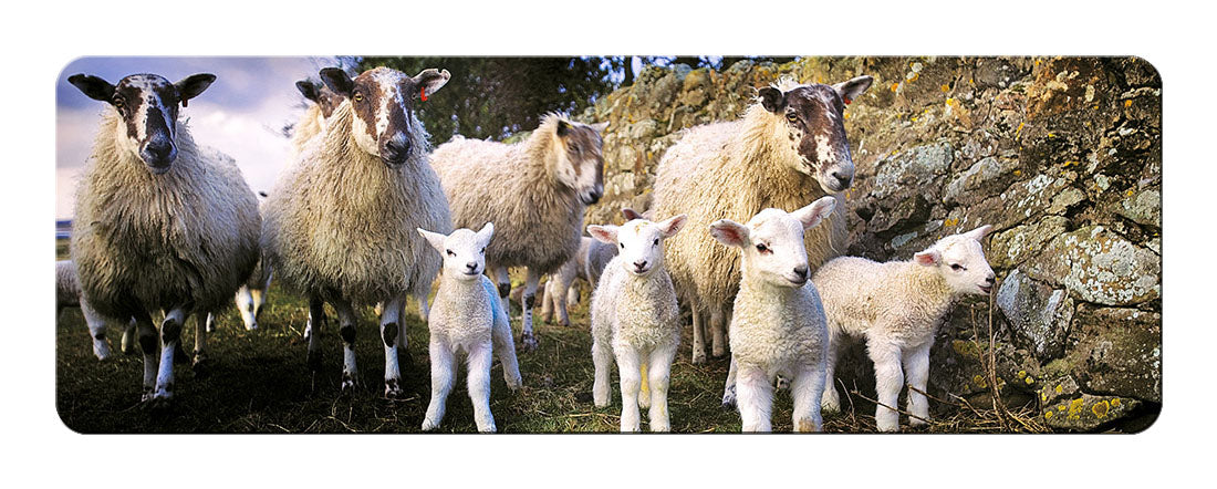 "The Lamb Gang" panoramic fridge magnet - Great Stuff from Cardtoons
