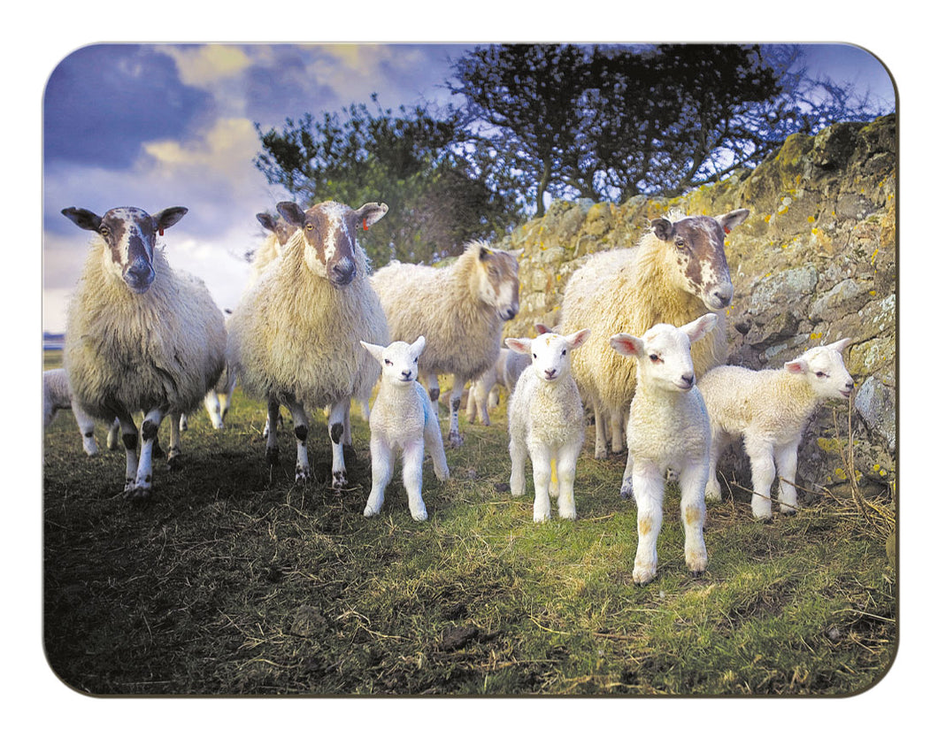Lamb Gang melamine worktop saver