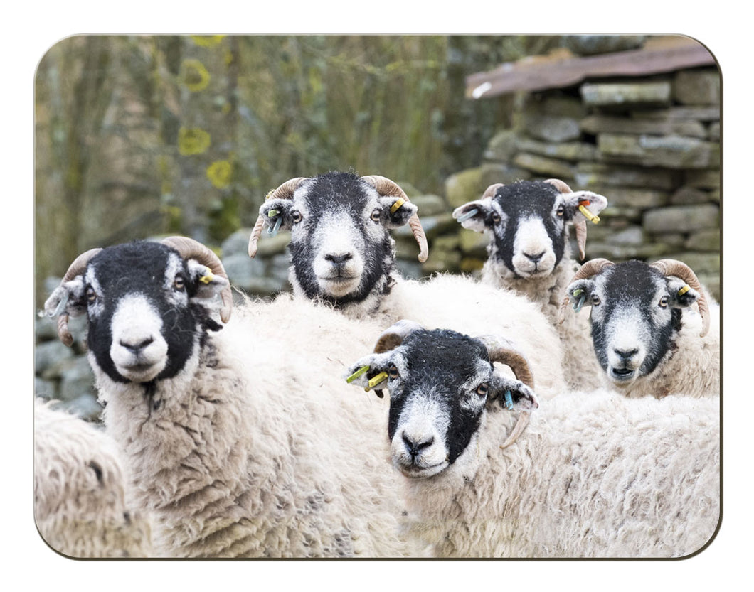 Swaledale Sheep melamine worktop saver