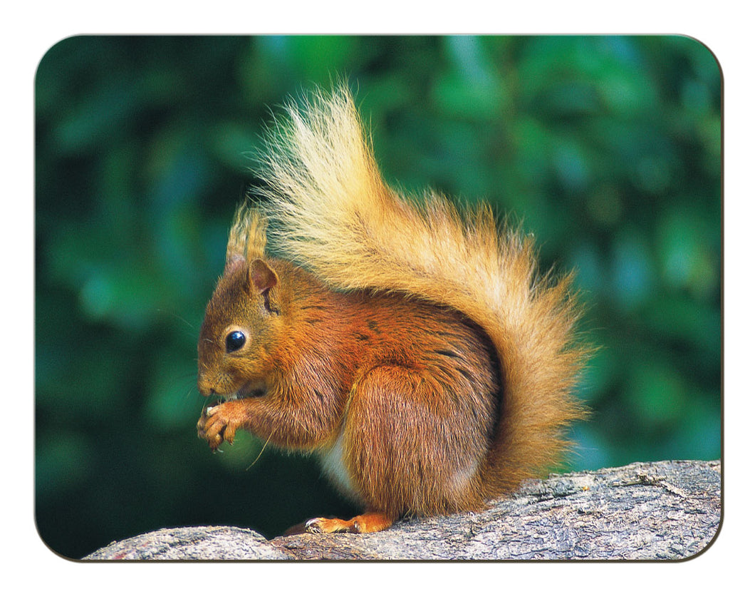 Red Squirrel melamine worktop saver