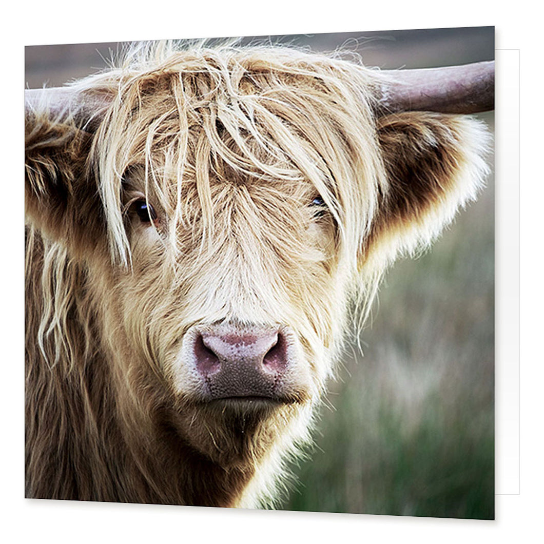 Highland Cow greetings card © David Tarn from Cardtoons