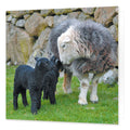 Herdwick Family greetings card from the Landmark Photographic range by Cardtoons