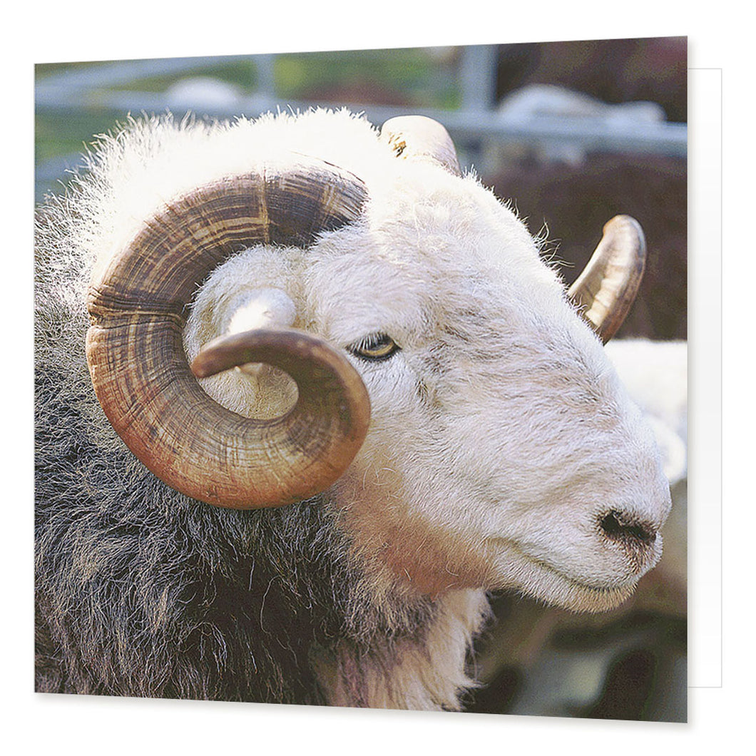 Ram greetings card from the Landmark Photographic range by Cardtoons