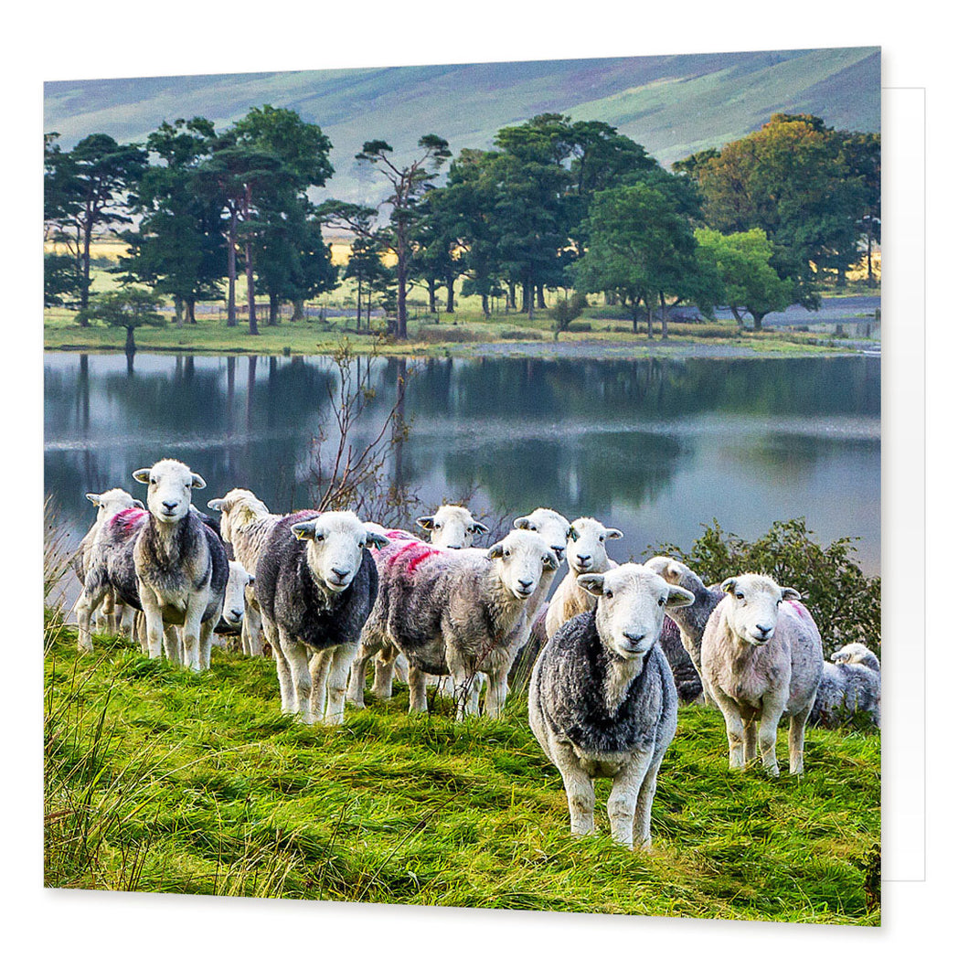 Herdwicks at Buttermere greetings card from the Landmark Photographic range by Cardtoons