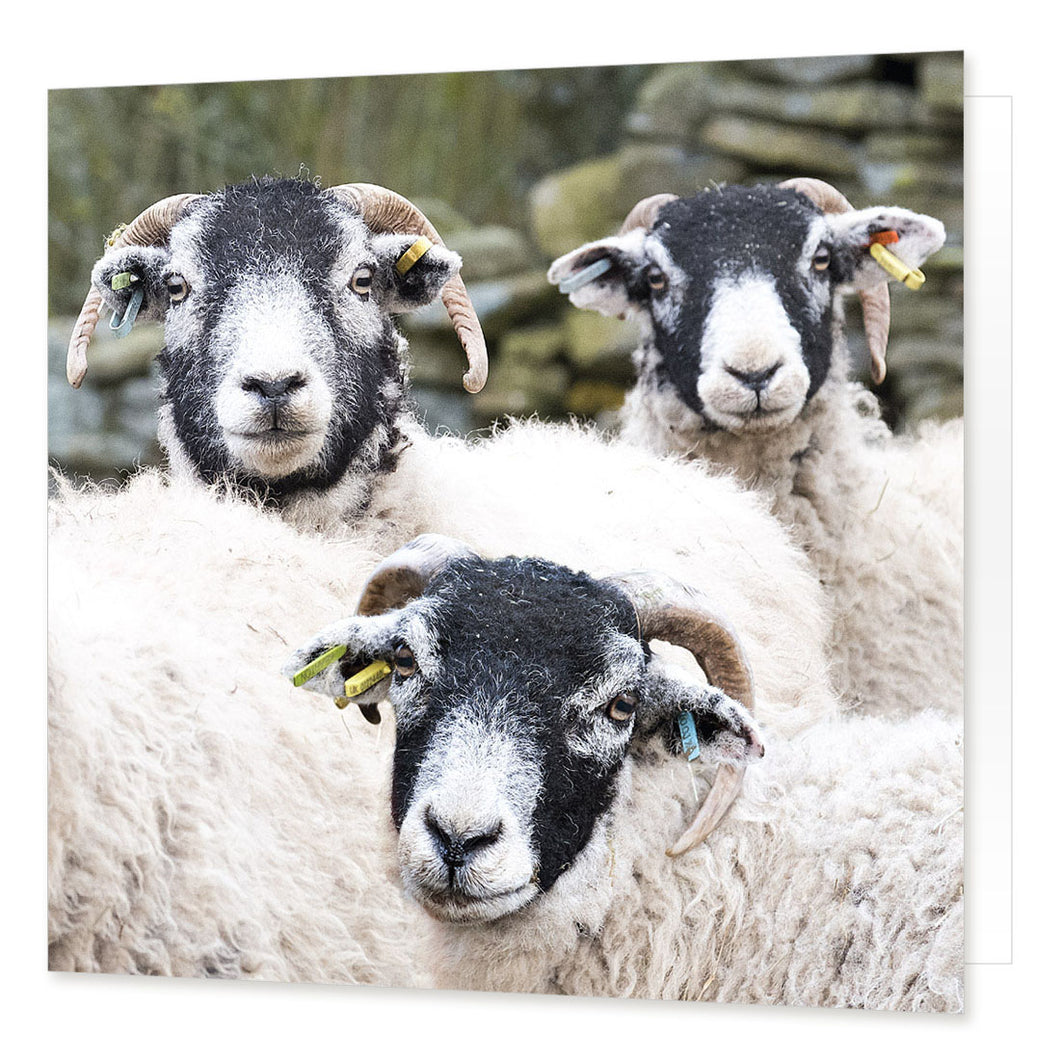 Swaledale Sheep greetings card from the Landmark Photographic range by Cardtoons