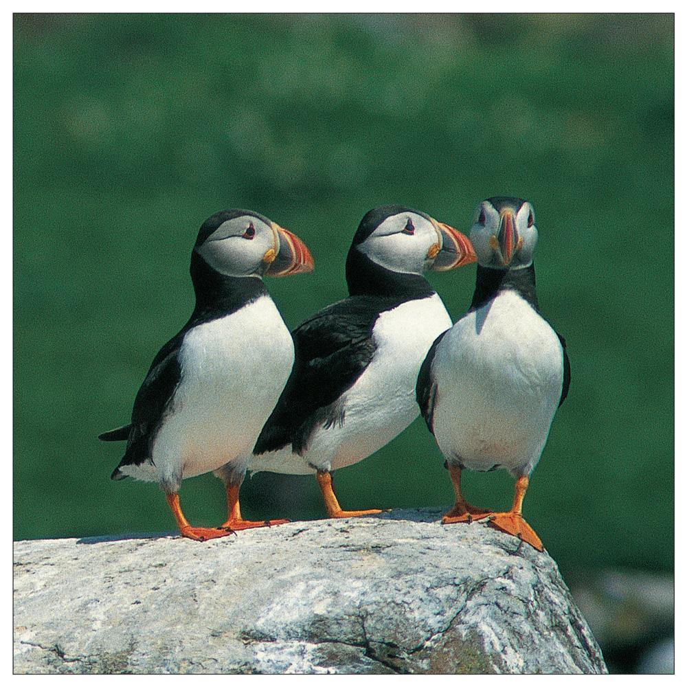Nuffin' but Puffins Square Postcard by Cardtoons