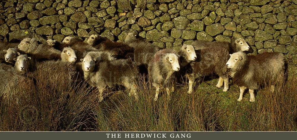The Herdwick Gang postcard | Cardtoons Publications