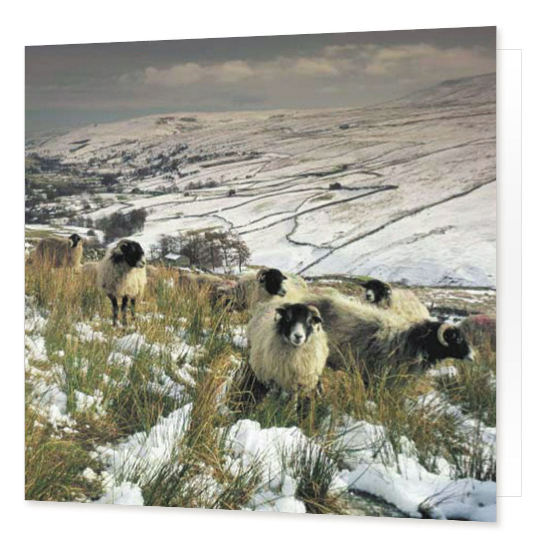 Sheep in the Snow greetings card Â© David Tarn from Cardtoons