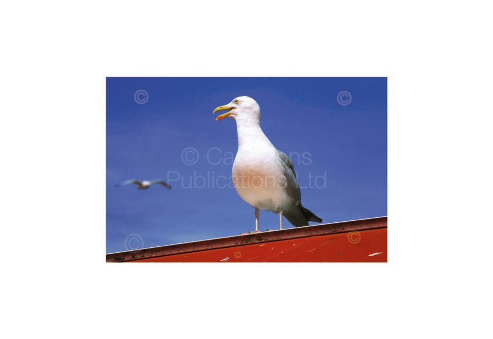 Seagull postcard | Cardtoons Publications