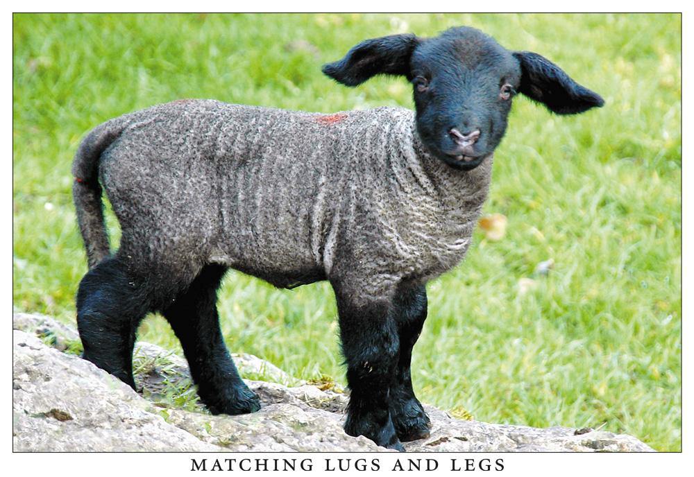 Matching lugs and legs postcard | Cardtoons Publications