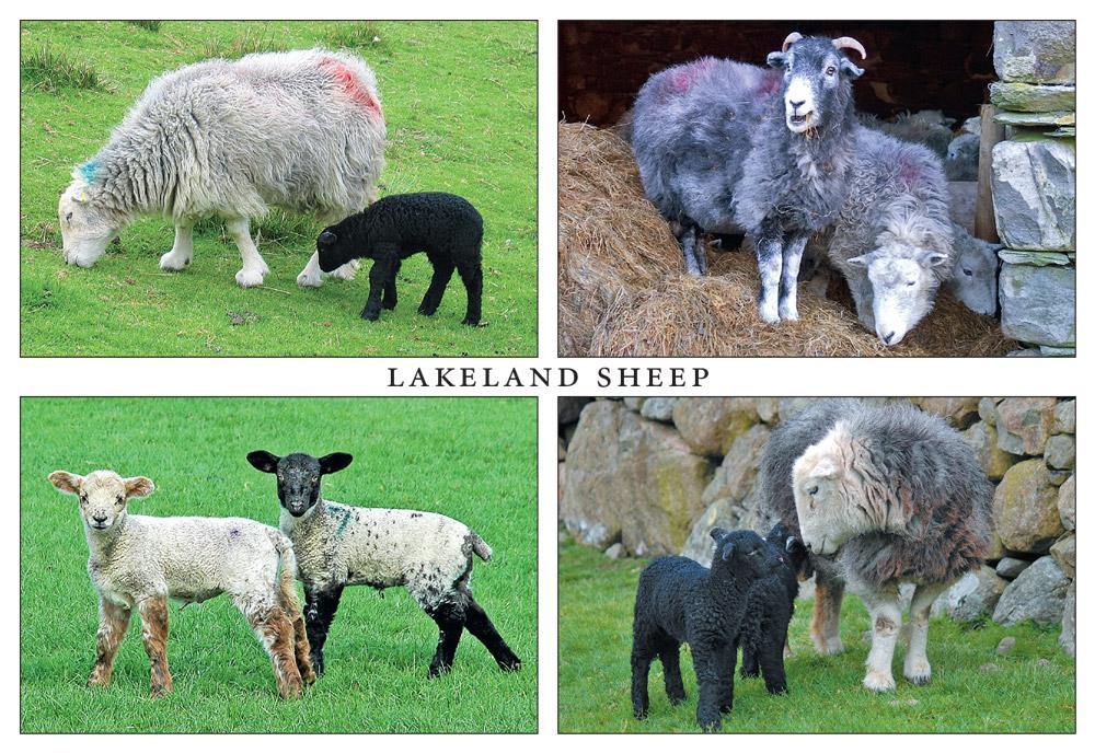 Lakeland Sheep postcard | Cardtoons Publications