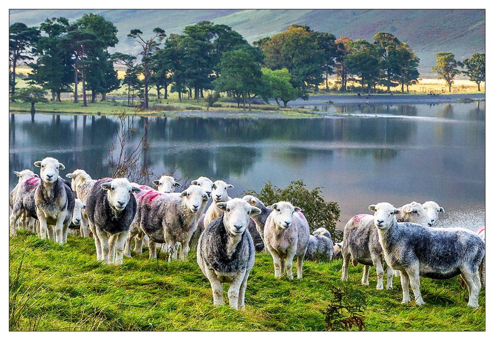 Herdwick Sheep postcard | Cardtoons Publications
