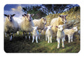 The Lamb Gang flexible fridge magnet | Great Stuff from Cardtoons
