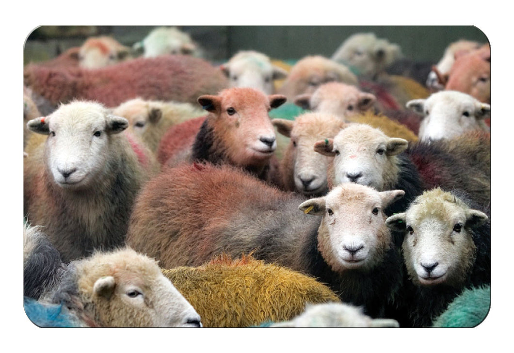 The Herdwick Gang flexible fridge magnet - Cardtoons Publications