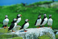 Puffins flexible fridge magnet | Great Stuff from Cardtoons