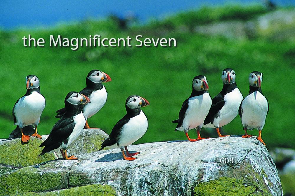 The Magnificent Seven flexible fridge magnet | Great Stuff from Cardtoons