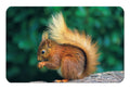 Red Squirrel flexible fridge magnet | Great Stuff from Cardtoons