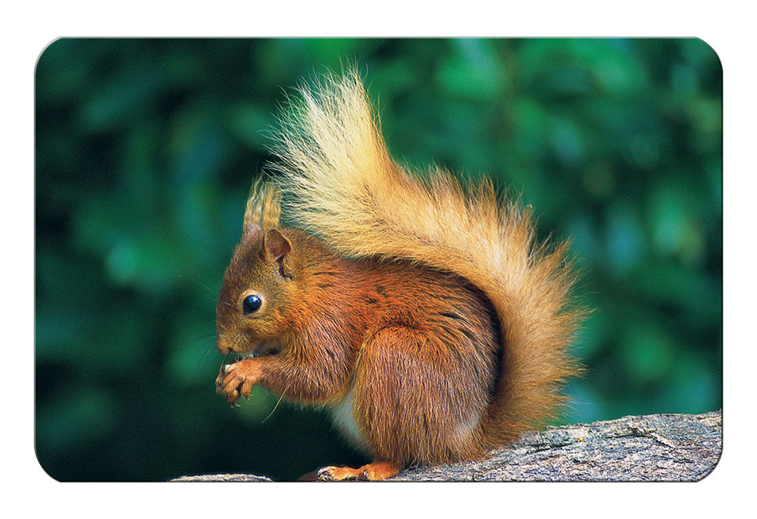 Red Squirrel flexible fridge magnet | Great Stuff from Cardtoons