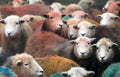 Herdwick Gang Tea Towel | Cardtoons Publications