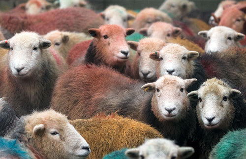 Herdwick Gang Tea Towel | Cardtoons Publications