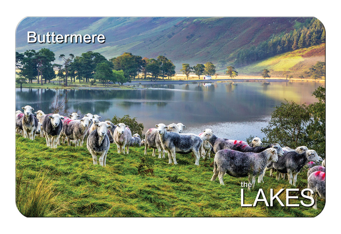 Herdies at Buttermere flexible fridge magnet | Great Stuff from Cardtoons