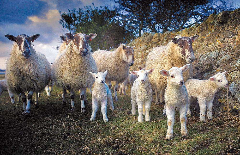 The Lamb Gang Tea Towel | Cardtoons Publications