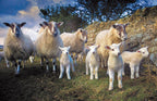 The Lamb Gang Tea Towel | Cardtoons Publications