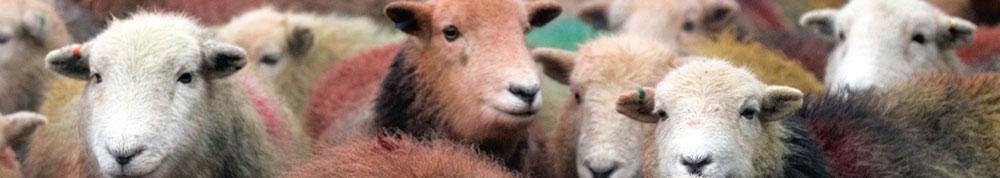 Herdwick Gang bookmark | Cardtoons Publications