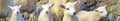Lamb Gang bookmark - Cardtoons Publications