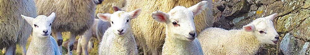 Lamb Gang bookmark - Cardtoons Publications