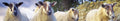 Sheep bookmark - Cardtoons Publications